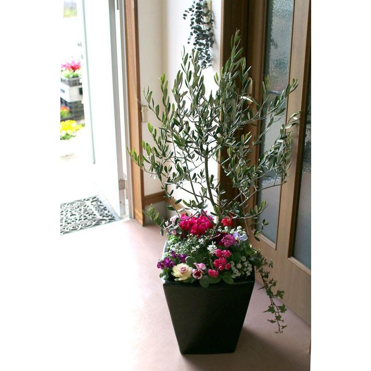 SALE 送料無料 「オリーブ × 季節の花 寄せ植え 選べる陶器鉢 黒 (高さ