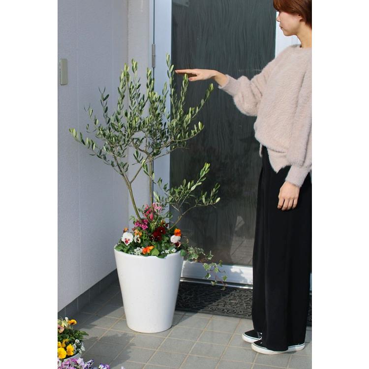 Sale 送料無料 オリーブ 季節の花 寄せ植え 選べる陶器鉢 白 高さ130cm前後 大型 オリーブの木 寄せ植え 鉢植え 開店祝い 法人ギフト 店舗 メインツリー Yose Orib Toki Lw 花うるる ハンギング 寄せ植え通販 通販 Yahoo ショッピング
