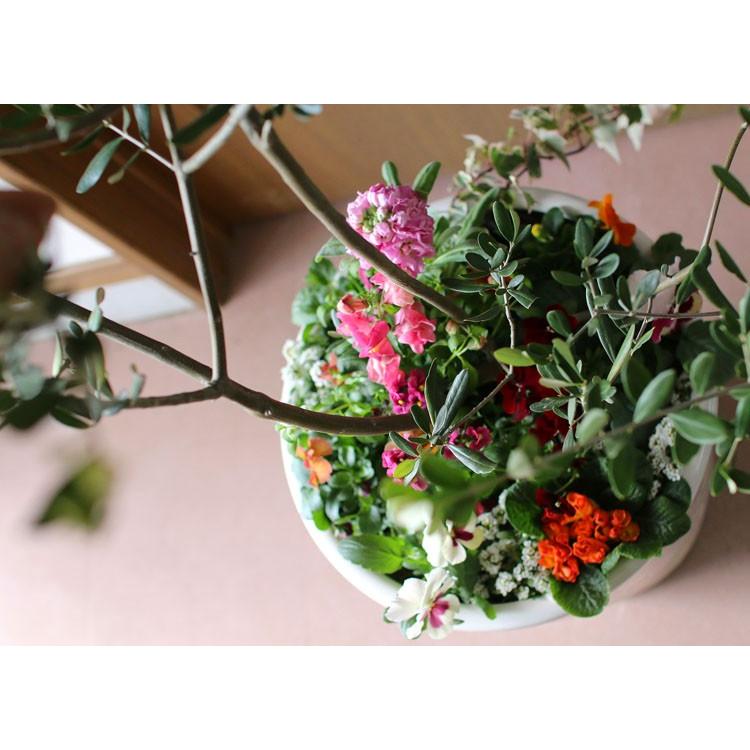 Sale 送料無料 オリーブ 季節の花 寄せ植え 選べる陶器鉢 白 高さ130cm前後 大型 オリーブの木 寄せ植え 鉢植え 開店祝い 法人ギフト 店舗 メインツリー Yose Orib Toki Lw 花うるる ハンギング 寄せ植え通販 通販 Yahoo ショッピング