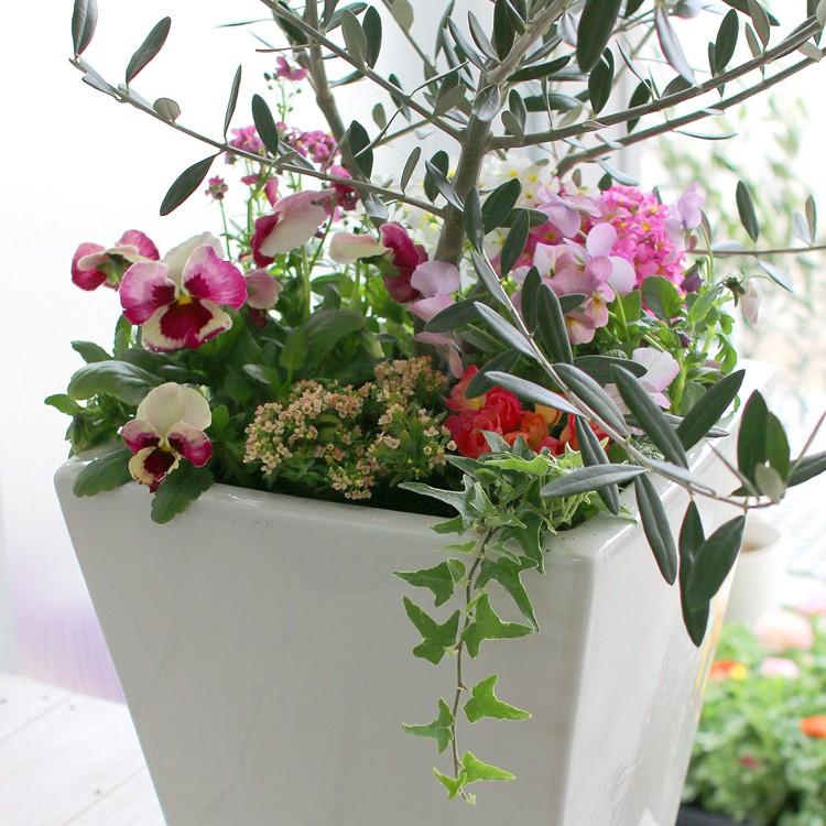 選べる鉢４種類 送料無料 オリーブの木 季節の花を寄せ植え ホワイト ブラック 高さ110 1cm前後 ご自宅用 メインツリー シンボルツリー 寄せ植え Yose Orib Toki 花うるる ハンギング 寄せ植え通販 通販 Yahoo ショッピング