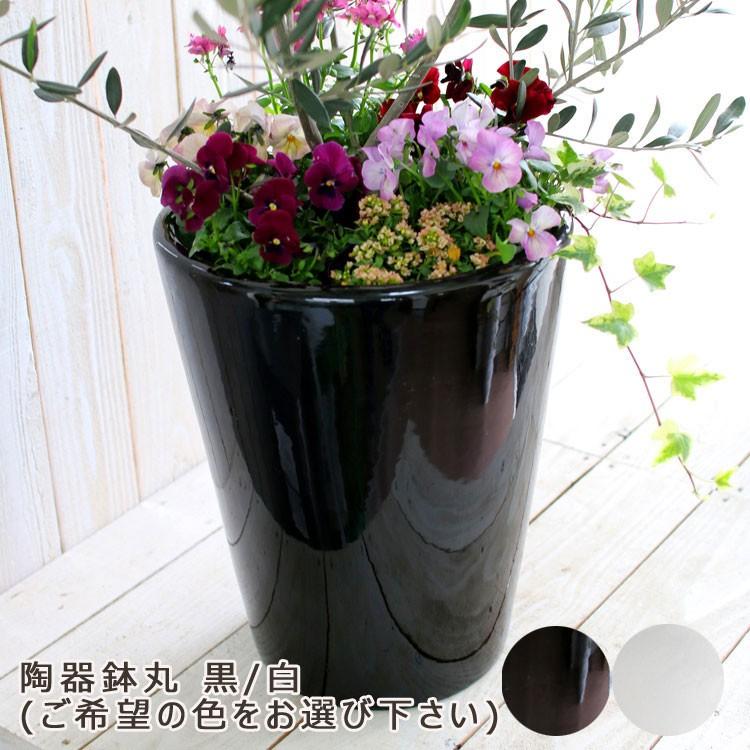 驚くばかり鉢植え 木 玄関 すべての美しい花の画像