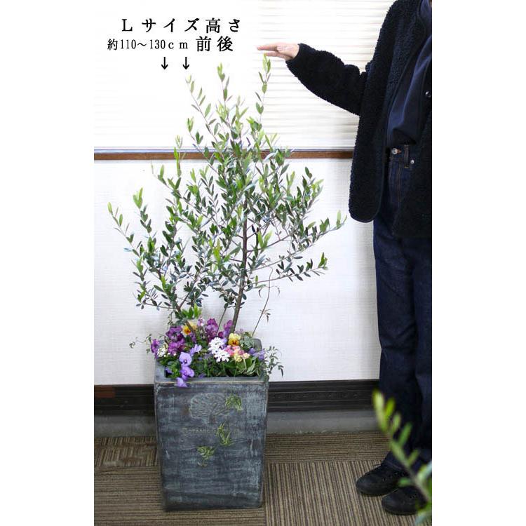 送料無料 オリーブの木 L In ギフト フラワー ラグジュアリーコンテナ 個体差あり 寄せ植え 店舗 玄関 開店祝い 開業祝い 高さ110cm 140cm前後 51 Off 寄せ植え