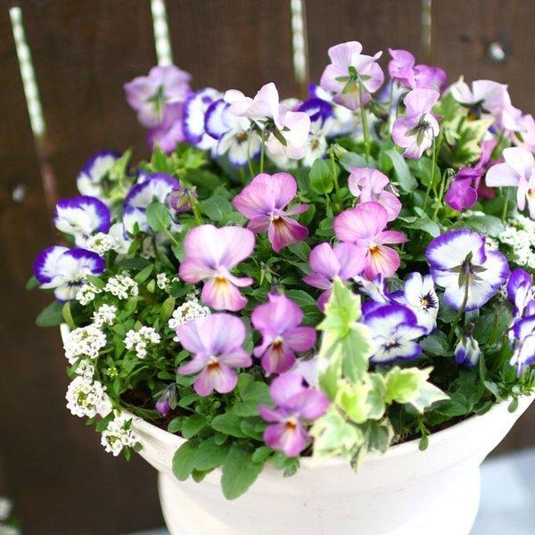 ビオラの寄せ植え パステルリバー プランターver ３色から選べるおしゃれ プランター 寄せ植え 秋 春 セット ギフト 花 フラワー Yose Pastelriver 花うるる ハンギング 寄せ植え通販 通販 Yahoo ショッピング