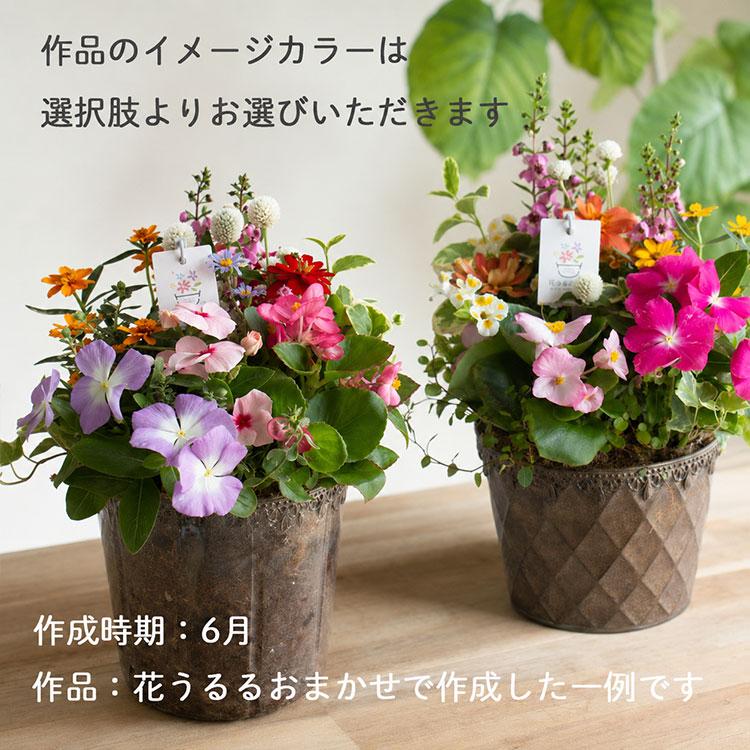 お持ちの鉢にセットするだけ『入れ替え用』中身だけ 花うるる 寄せ植え