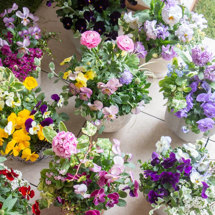 花うるる おまかせ／「季節の寄せ植えinポット(5号サイズ)」完成品 春