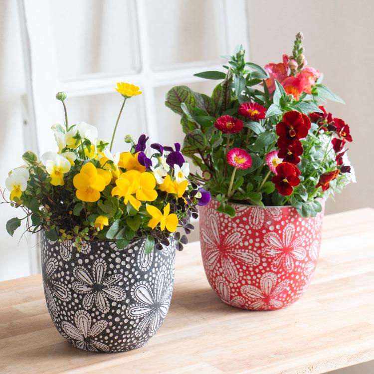 花うるる おまかせ／「季節の寄せ植えinポット(5号サイズ)」完成品 春