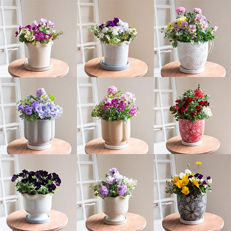 花うるる おまかせ／「季節の寄せ植えinポット(5号サイズ)」完成品 春