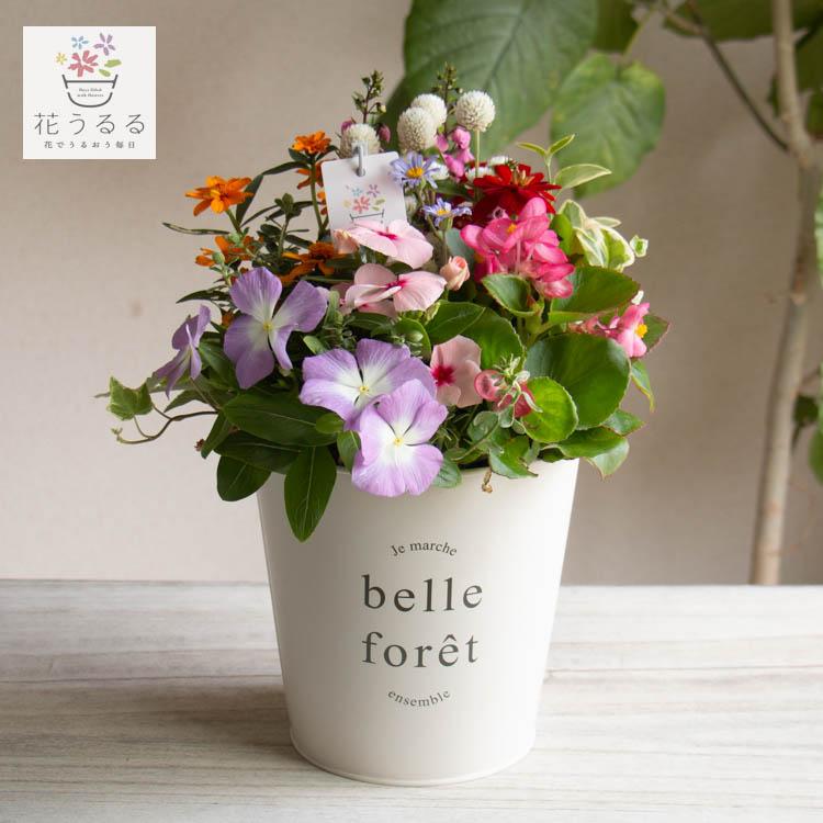 ポット型寄せ植え]花うるるアレンジ| 玄関 フラワーギフト 誕生日