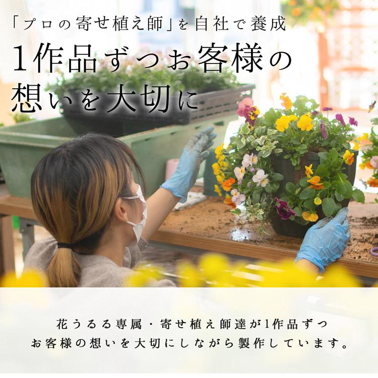 ポット型寄せ植え]花うるるアレンジ| 玄関 フラワーギフト 誕生日