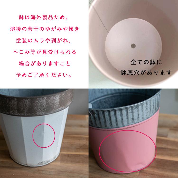 花うるる おまかせ／「季節の寄せ植えinポット」完成品 春 夏 誕生日