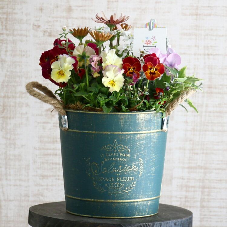 ポット型寄せ植え]花うるるアレンジ| 玄関 フラワーギフト 誕生日