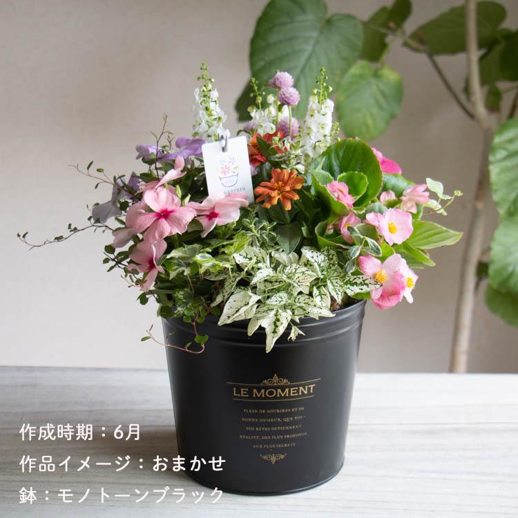 花うるる おまかせ／「季節の寄せ植えinポット」完成品 夏 秋 誕生日