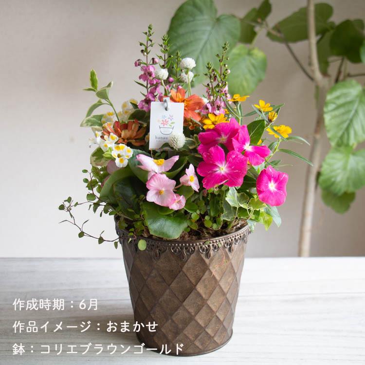 ポット型寄せ植え]花うるるアレンジ| 玄関 フラワーギフト 誕生