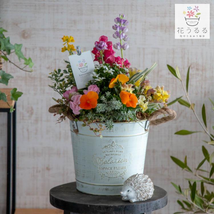 花うるる おまかせ／「季節の寄せ植えinポット」完成品 春 夏 誕生日