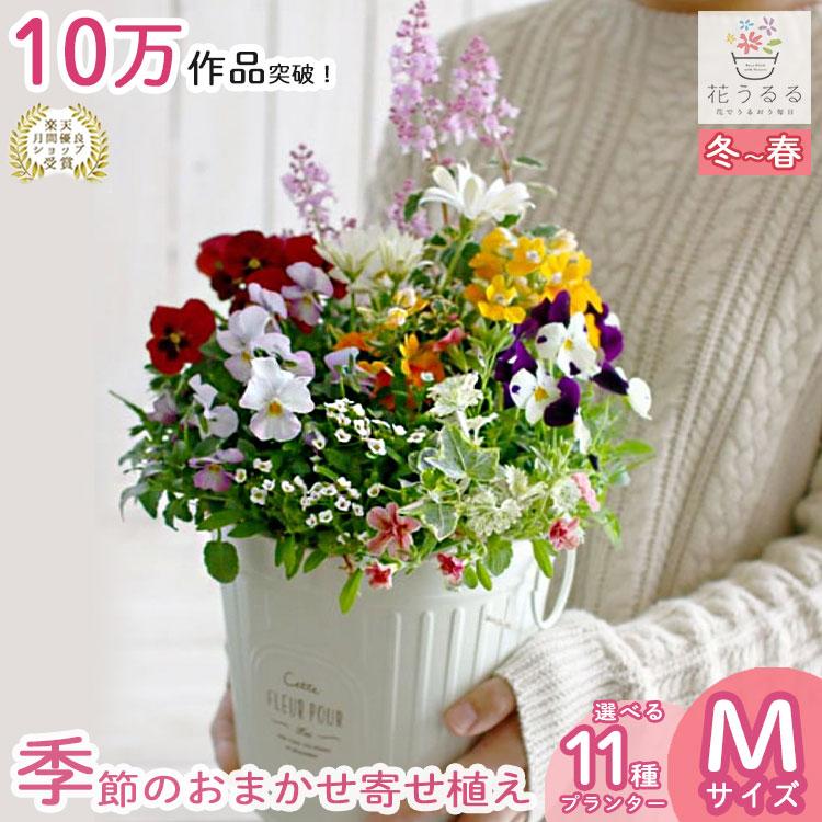 花うるる おまかせ／「季節の寄せ植えinポット」完成品 春 夏 誕生日