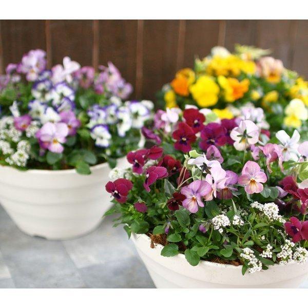 ビオラの寄せ植え ローズリバー プランターver ３色から選べるおしゃれ プランター 寄せ植え 春 セット ギフト 花 フラワー Yose Roseriver 花うるる ハンギング 寄せ植え通販 通販 Yahoo ショッピング