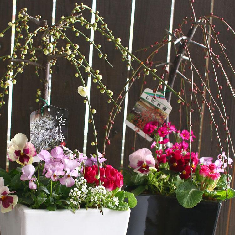 flower 送料無料 花うるるの和モダン鉢 寄せ植え「しだれ咲き花梅(2色
