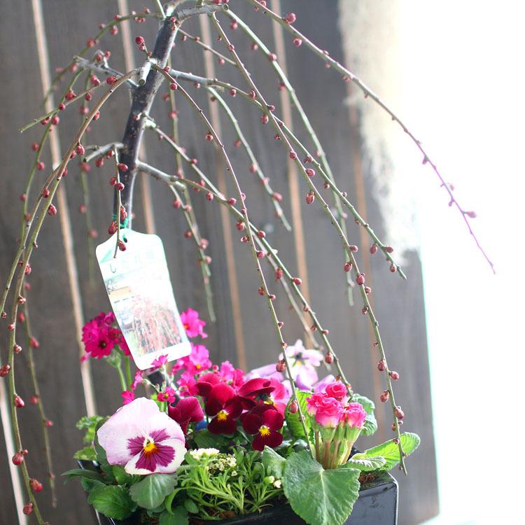 flower 送料無料 花うるるの和モダン鉢 寄せ植え「しだれ咲き花梅(2色
