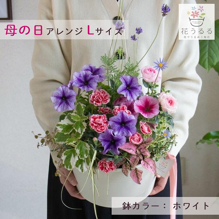 ＼母の日 まだ間に合う／花うるる 花うるる 寄せ植え『母の日アレンジ in コージーバスケット』完成品 母 2026 ギフト プレゼント 誕生日 女性 50代 60代 義母_2
