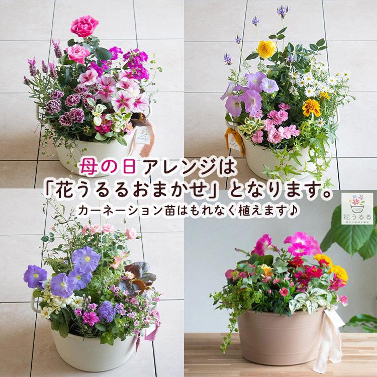 母の日 遅れてごめんね配送／花うるる 寄せ植え『母の日アレンジ in