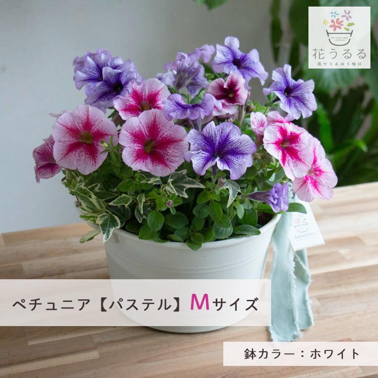 ＼母の日 まだ間に合う／花うるる 花うるる 寄せ植え『母の日アレンジ in コージーバスケット』完成品 母 2026 ギフト プレゼント 誕生日 女性 50代 60代 義母_4