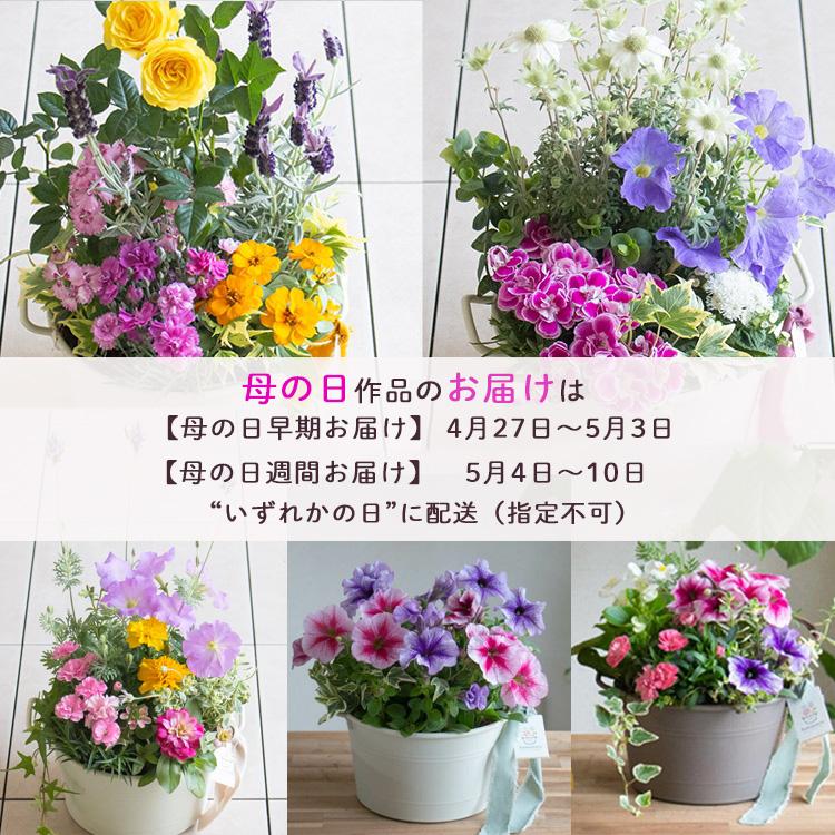 母の日 遅れてごめんね配送／花うるる 寄せ植え『母の日アレンジ in