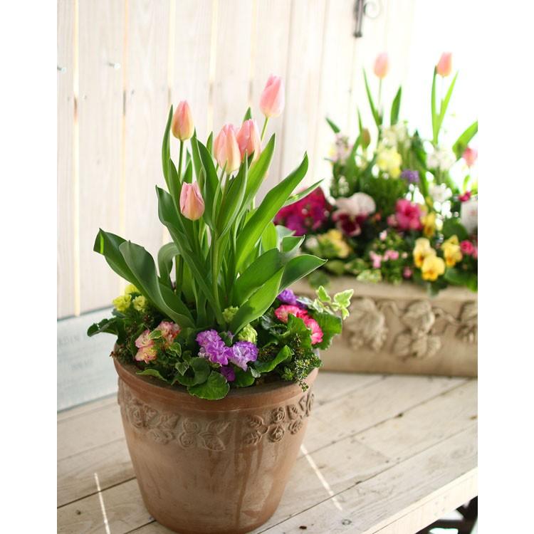 限定３個 春のプレミアム寄せ植え 店長アレンジ チューリップフェスティバル テラコッタver Yose Sa1 開花期 4月 鉢植え プレゼント 新築祝い 結婚祝い Yose Tera Tulip 花うるる ハンギング 寄せ植え通販 通販 Yahoo ショッピング