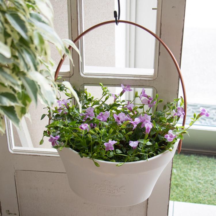 酷暑でも元気に満開／ 花うるる 寄せ植え『スーパートレニア
