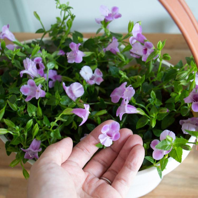 酷暑でも元気に満開／ 花うるる 寄せ植え『スーパートレニア
