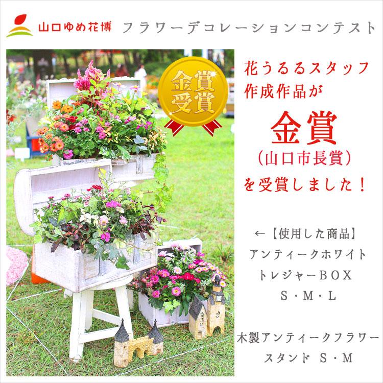 送料無料』花うるる おまかせ 寄せ植え トレジャーBOX [Lサイズ 送料無料』花うるる おまかせ 寄せ植え トレジャーBOX [Lサイズ
