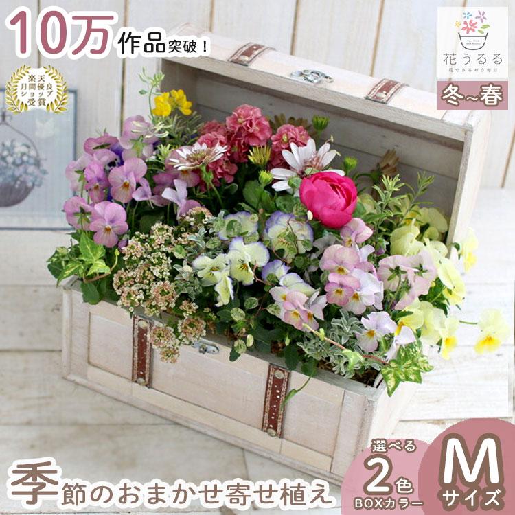 花うるる おまかせ／「季節の寄せ植えinトレジャーBOX(Mサイズ)」完成