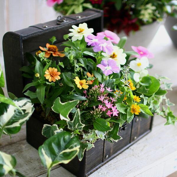 花うるる おまかせ／「季節の寄せ植えinトレジャーBOX(Mサイズ)」完成