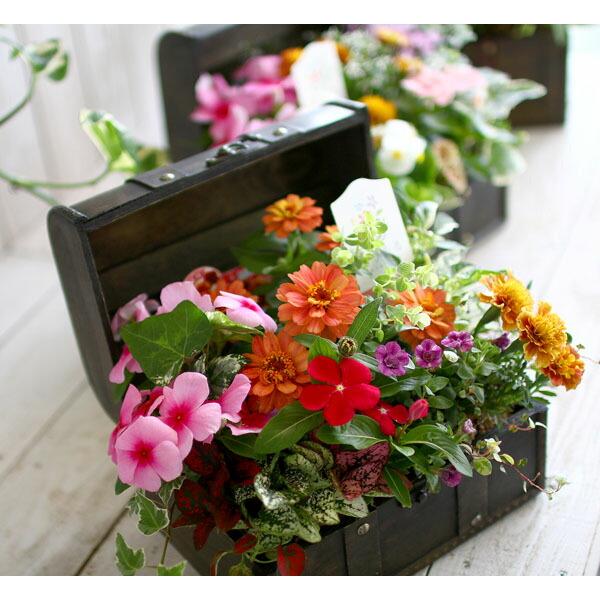送料無料』花うるる おまかせ 寄せ植え トレジャーBOX [Sサイズ 送料無料』花うるる おまかせ 寄せ植え トレジャーBOX [Sサイズ