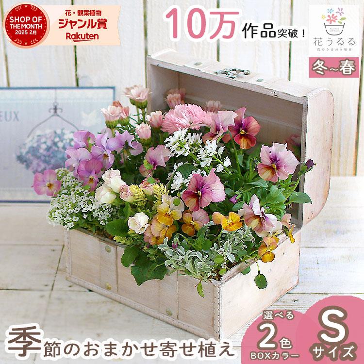花うるる おまかせ／「季節の寄せ植えinトレジャーBOX(Sサイズ)」完成