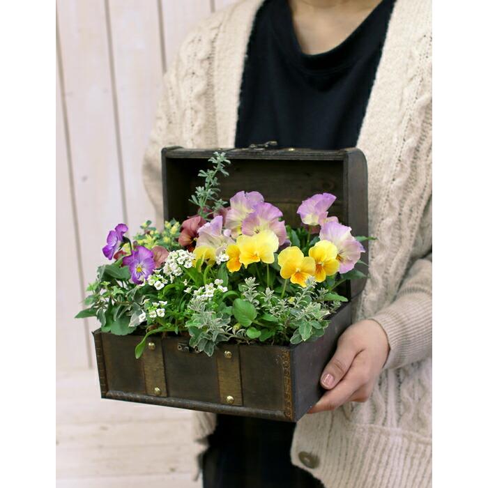 お花　寄せ植え　宝箱 送料無料】花うるる おまかせ 寄せ植え トレジャーBOX [Lサイズ
