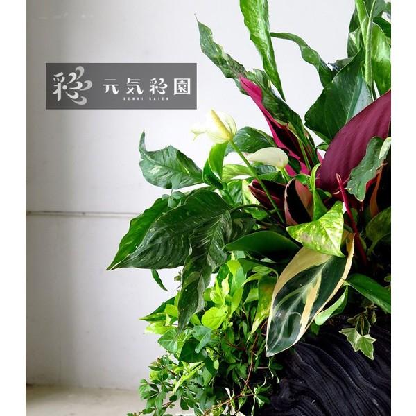 送料無料・室内なら1年中鑑賞OK 『アンスリウム・スパティ×綱木紋 黒』