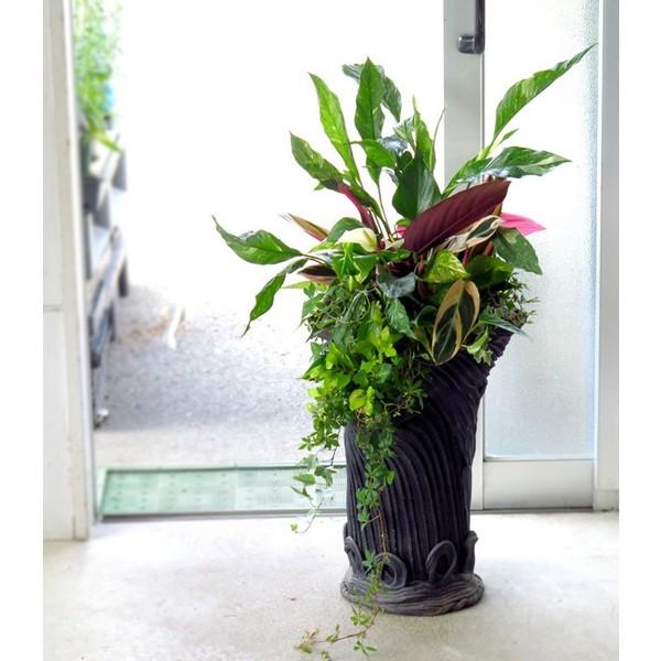 送料無料・室内なら1年中鑑賞OK 『アンスリウム・スパティ×綱木紋 黒』 