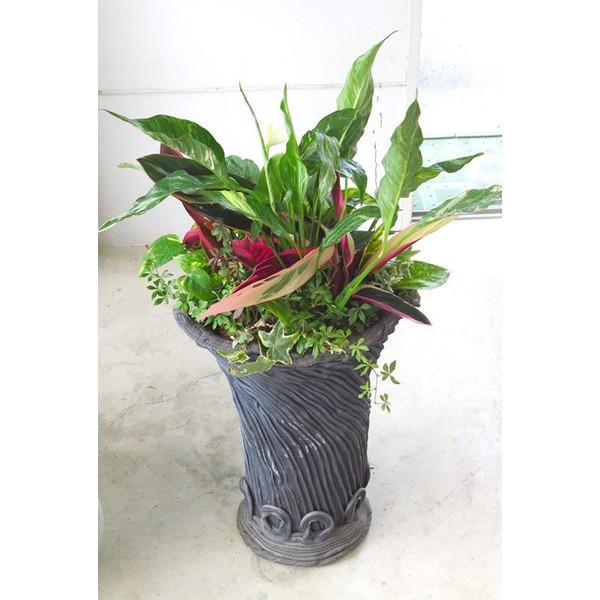 送料無料・室内なら1年中鑑賞OK 『アンスリウム・スパティ×綱木紋 黒』 