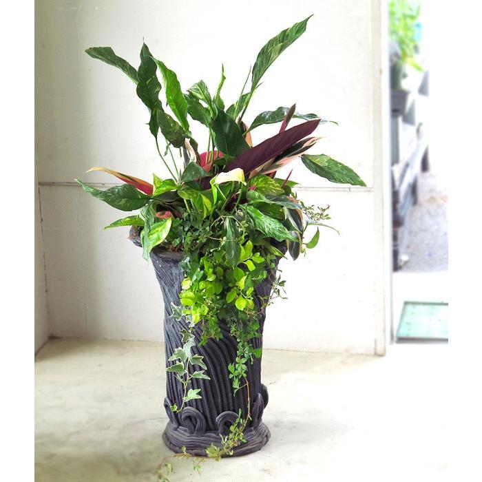 送料無料・室内なら1年中鑑賞OK 『アンスリウム・スパティ×綱木紋 黒』 