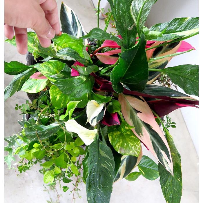 送料無料・室内なら1年中鑑賞OK 『アンスリウム・スパティ×綱木紋 黒』 