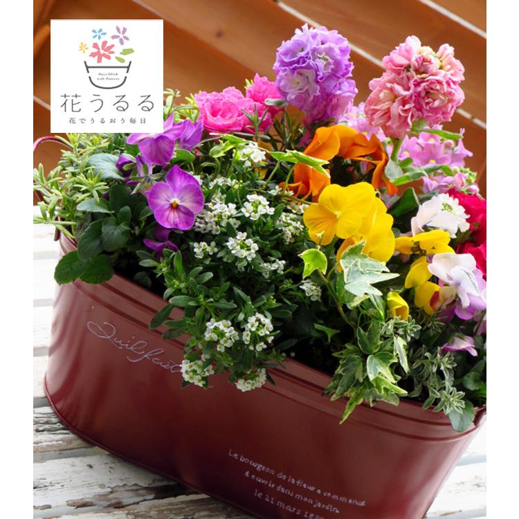 ブリキ製プランター寄せ植え 花うるるおまかせアレンジinブリキプランター 横長 寄せ植え おしゃれ 玄関先先 秋 冬 鉢花 花 ギフト Yoseue Buriki Akakuro 花うるる ハンギング 寄せ植え通販 通販 Yahoo ショッピング