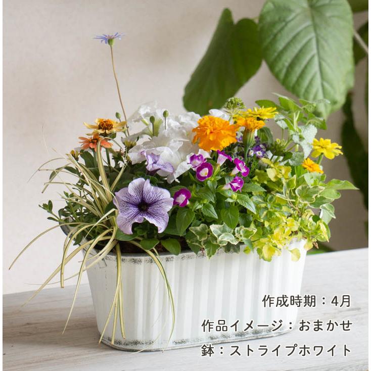 ブリキ プランター 寄せ植え』花うるる おまかせアレンジ[横長 ブリキ プランター 寄せ植え』花うるる おまかせアレンジ[横長