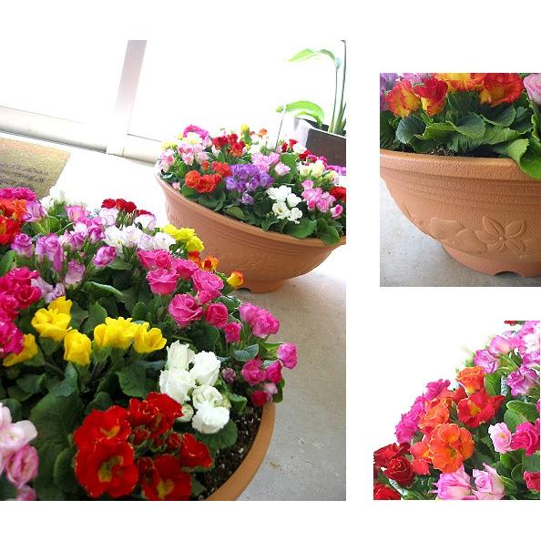 flower 薔薇咲きプリムラ・ジュリアンのメガ盛り寄せ植え*ジュエリー