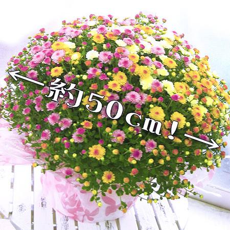 満開時は なんと1 0 0 0 輪咲き 秋咲きガーデンマムのメガ盛り鉢植え グランデ サイズ 3色ミックス植え 鉢植え 花 鉢花 鉢 寄せ植え プレゼント ギフト Yoseue Mam1 花うるる ハンギング 寄せ植え通販 通販 Yahoo ショッピング