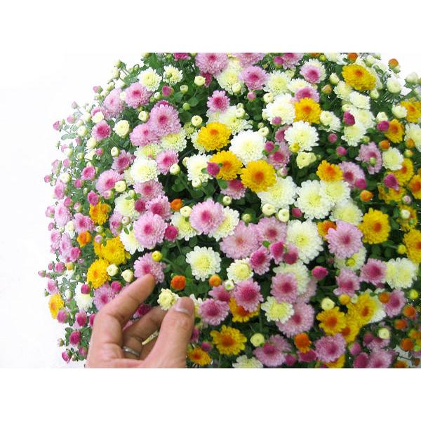 満開時は なんと1 0 0 0 輪咲き 秋咲きガーデンマムのメガ盛り鉢植え グランデ サイズ 3色ミックス植え 鉢植え 花 鉢花 鉢 寄せ植え プレゼント ギフト Yoseue Mam1 花うるる ハンギング 寄せ植え通販 通販 Yahoo ショッピング