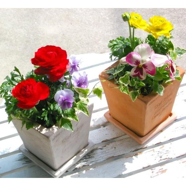 数量限定 キュートなミニテラコッタの春色寄せ植え*店長アレンジ