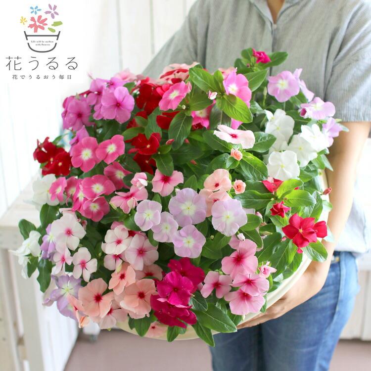 送料無料 ニチニチソウのメガ盛り寄せ植えジュエリーbox Grande 寄せ植え ビンカ 日日