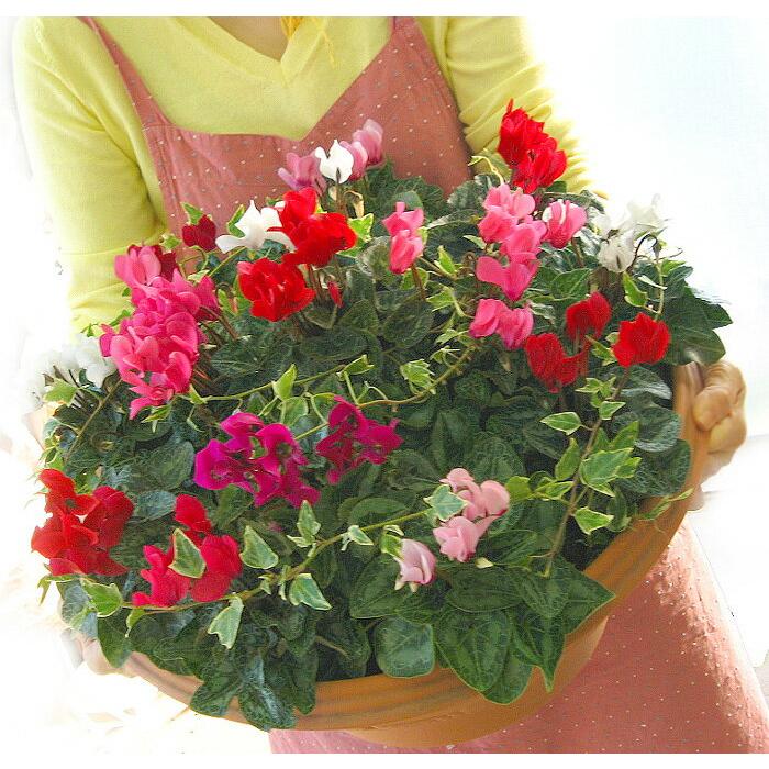 送料無料 ガーデンシクラメンのメガ盛り寄せ植え ジュエリーbox Grande シクラメン 寄せ植え 冬 クリスマス Yoseue Siku Grande 花うるる ハンギング 寄せ植え通販 通販 Yahoo ショッピング