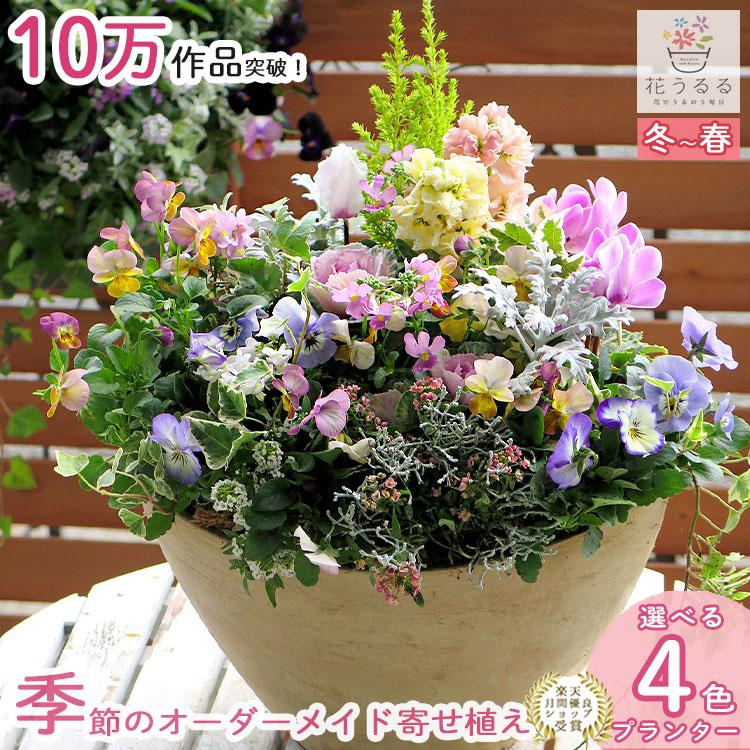 製作は１日３点限り 花うるるのオーダーメイド寄せ植え 高級デザイナーズ寄せ植え テラ 春 鉢 ギャザリング おしゃれ セット 玄関 ギフト 誕生日プレゼント Yoseue Tera Oma 花うるる ハンギング 寄せ植え通販 通販 Yahoo ショッピング