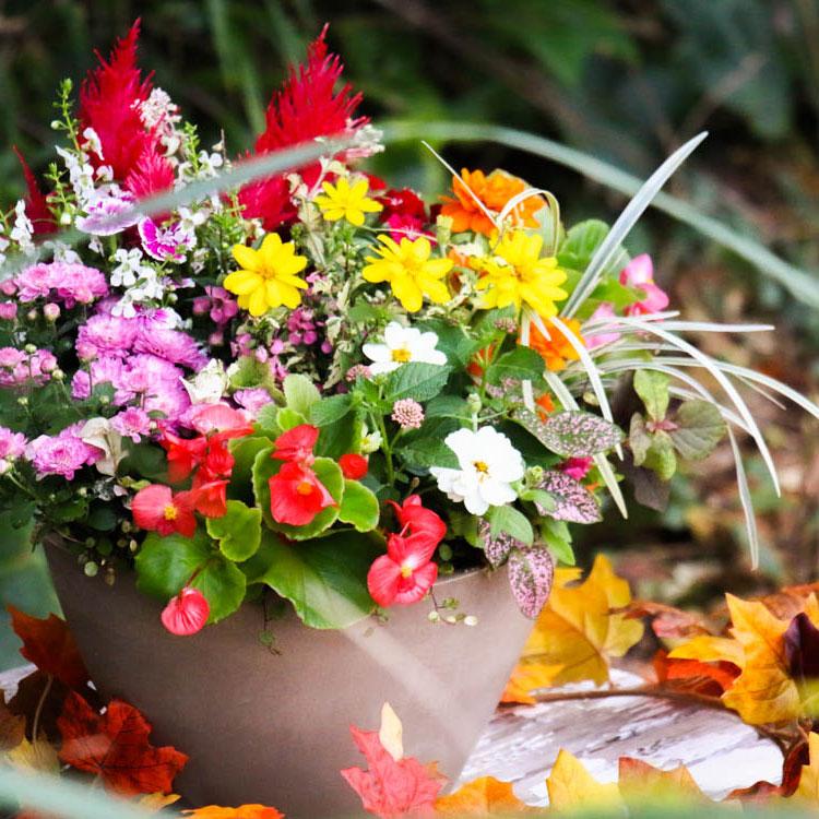 花うるる おまかせ／「季節の寄せ植えinテラ」完成品 春 夏 誕生日